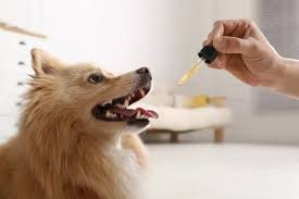 ProCarePet com Guide: Pet Care Tips and Full Overview